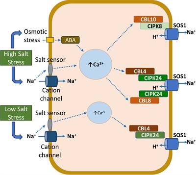 Strategies for combating plant salinity stress: the potential of plant growth-promoting microorganisms